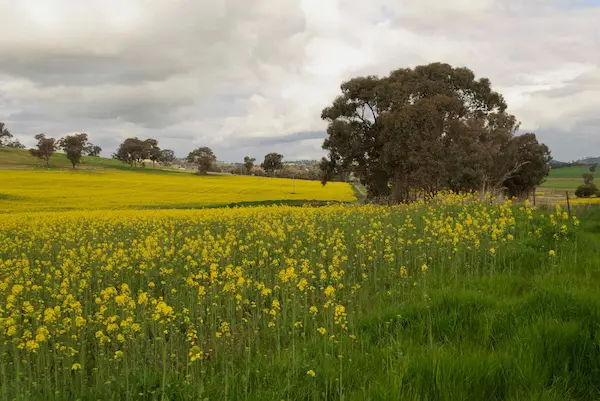 Canola (18)